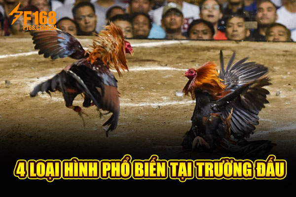 4 loại hình phổ biến tại trường đấu