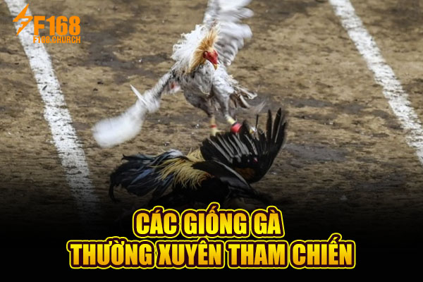Các giống gà thường xuyên tham chiến Các giống gà thường xuyên tham chiến