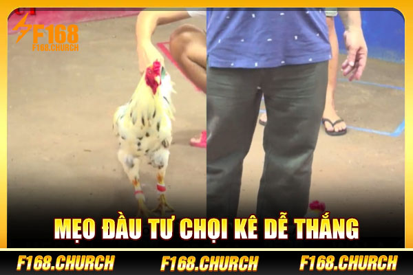 Mẹo đầu tư chọi kê dễ thắng