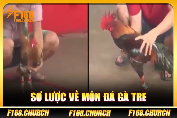 Sơ lược về môn đá gà tre