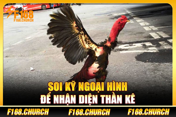 Soi kỹ ngoại hình để nhận diện thần kê