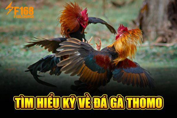 Tìm hiểu kỹ về đá gà Thomo